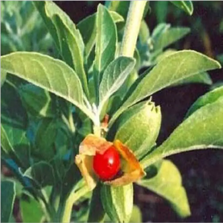 soursop leaf extract powder