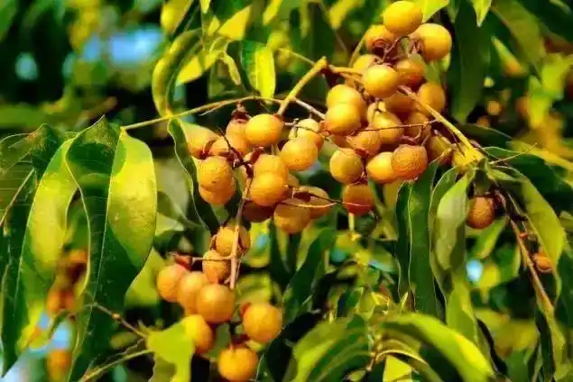 Soapnut Extract