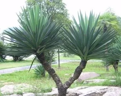 Yucca liquid