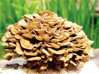 Grifola Frondosa Extract