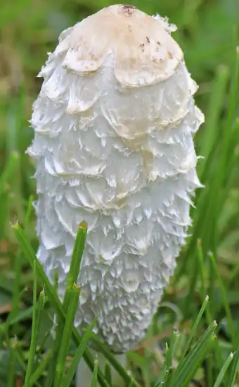Coprinus Comatus Powder