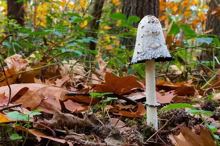 Coprinus Comatus Powder