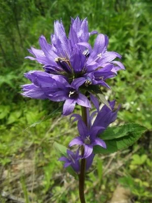 Gentiana extract 