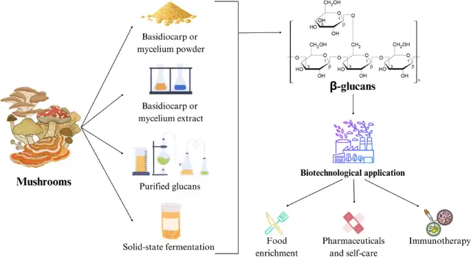 Can Yeast Beta Glucan Powder Be Used in Cosmetics?
