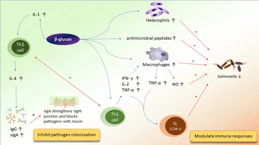 Can yeast beta glucan powder be used in skincare?