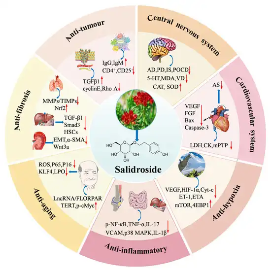 How does salidroside affect stress and anxiety?