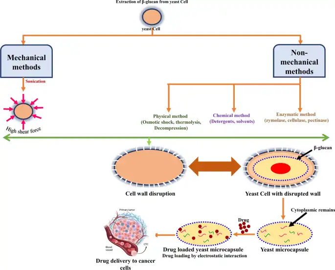 What is Yeast Beta Glucan Powder, and How Does it Work?