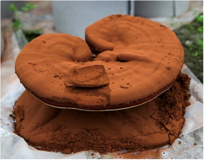 What are the health benefits of Ganoderma spore powder?