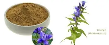 What are the active compounds in Gentiana extract?