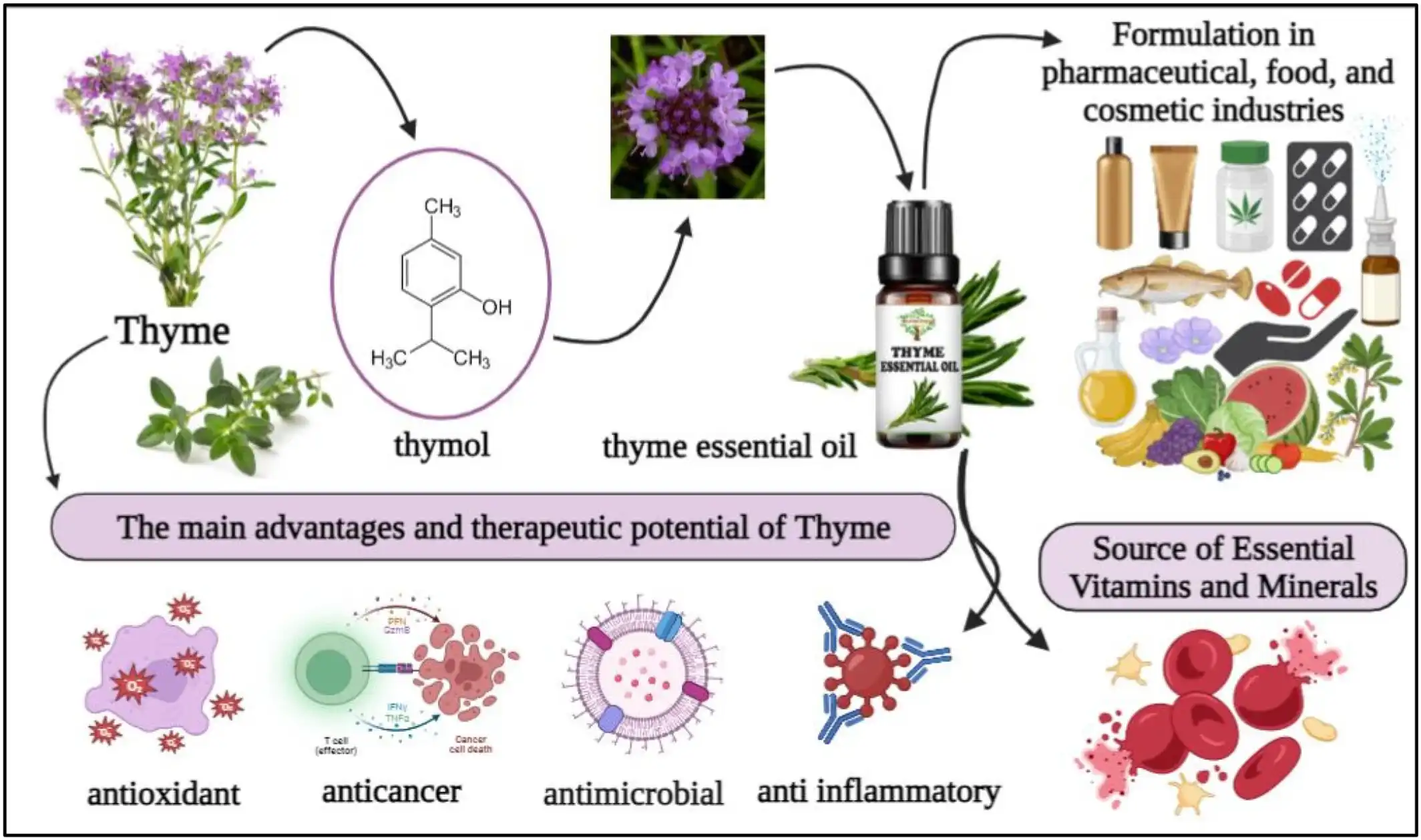Is Thyme Extract Powder Beneficial for Hair Care?