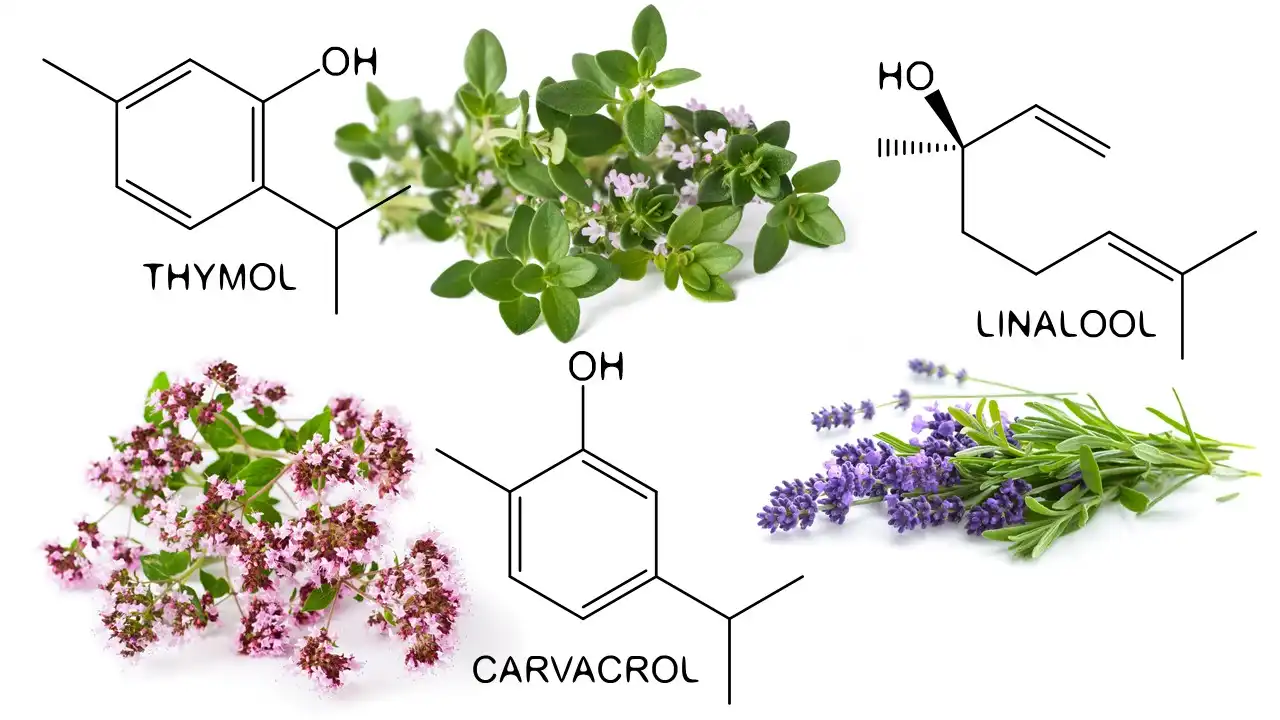 How is thyme extract powder used in skincare and haircare?