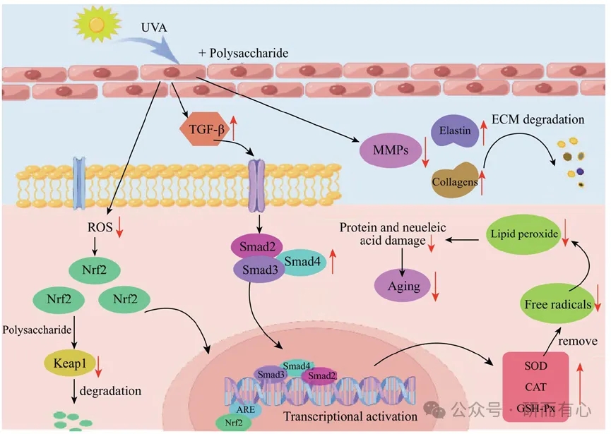 Plant polysaccharides: the magical effects and potential of cosmetic applications